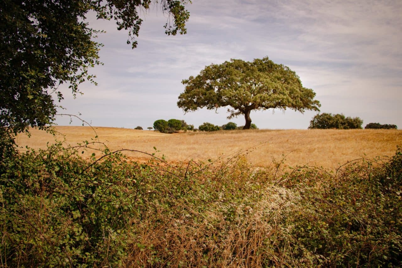Alentejo plains at dusk, Portugal