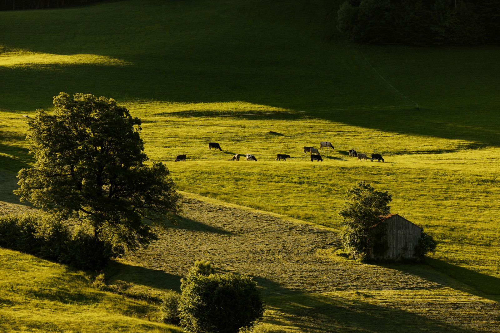 Sommerwiesen über Schwarzenberg.