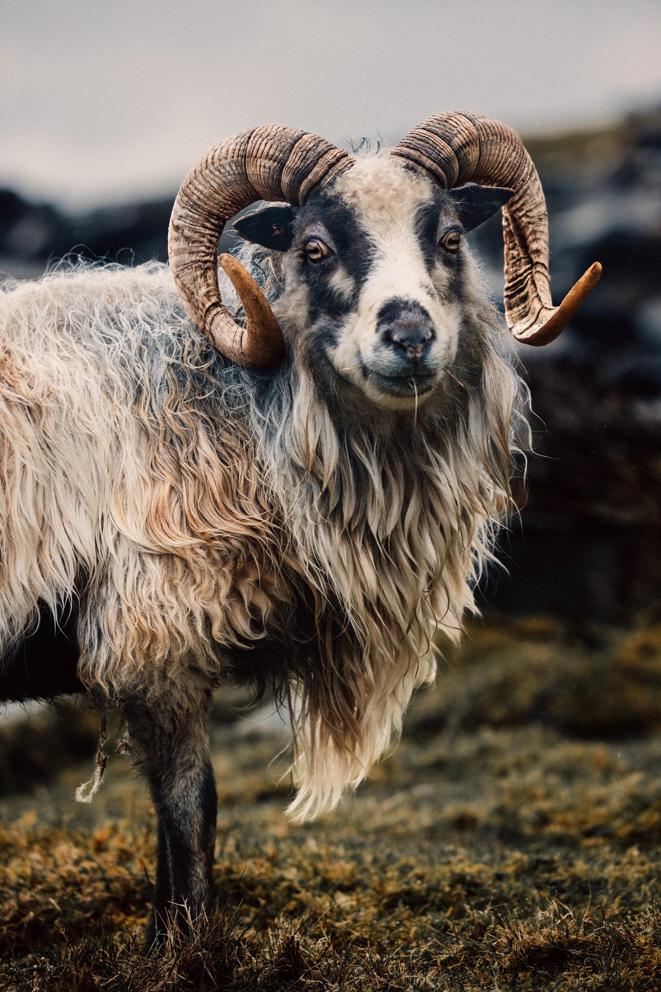 A ram with curled horns and a long pale fleece standing in a meadow.