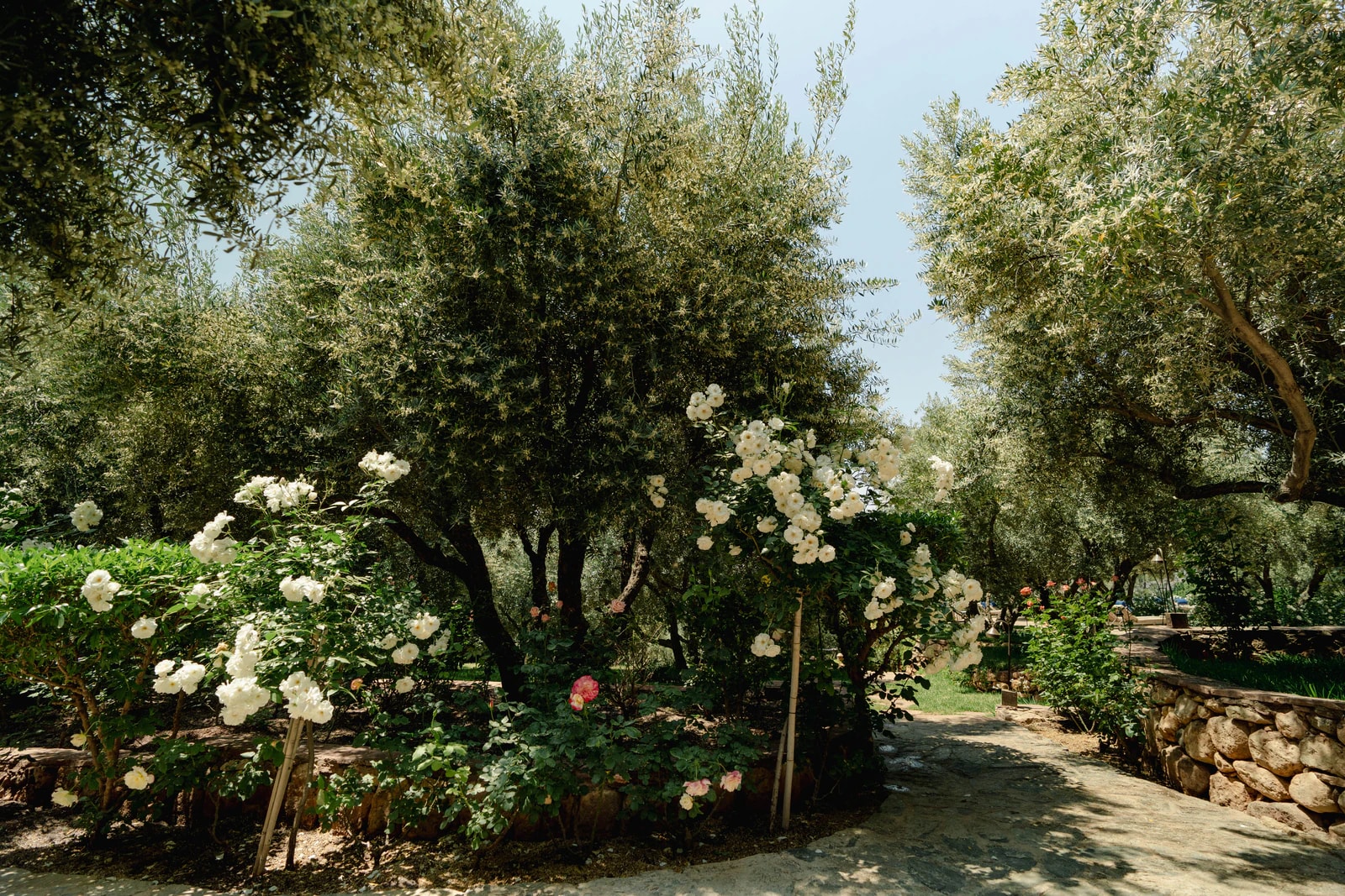 Gartenweg zwischen Olivenbäumen und weißen Rosen.