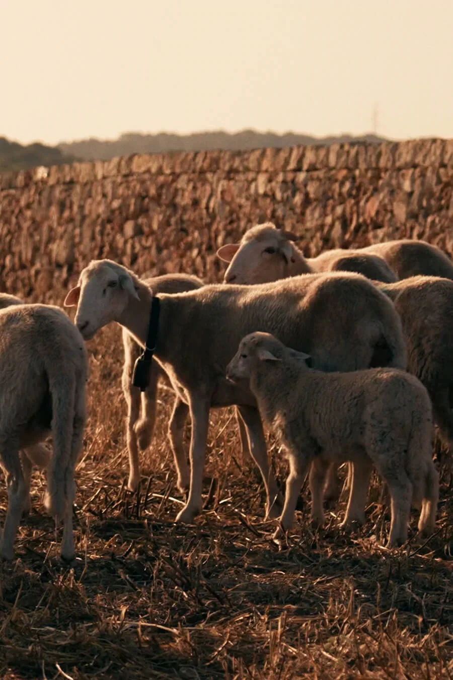 Schafe auf einem abgeernteten Feld im warmen Licht.