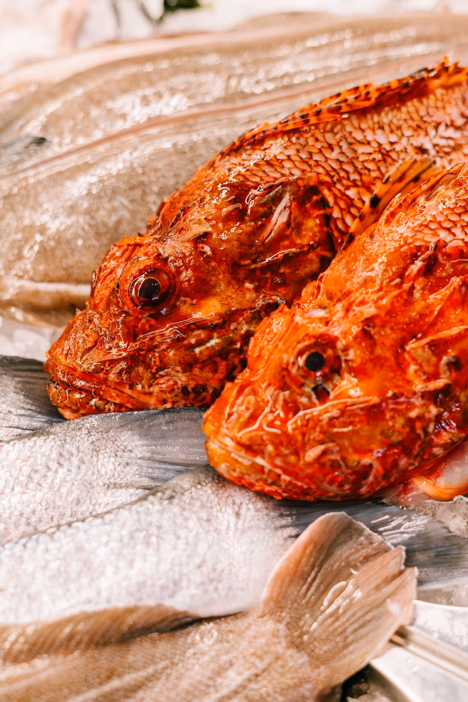 Periplo Portixol — Fresh scorpionfish and whole fish on ice, daily market catch