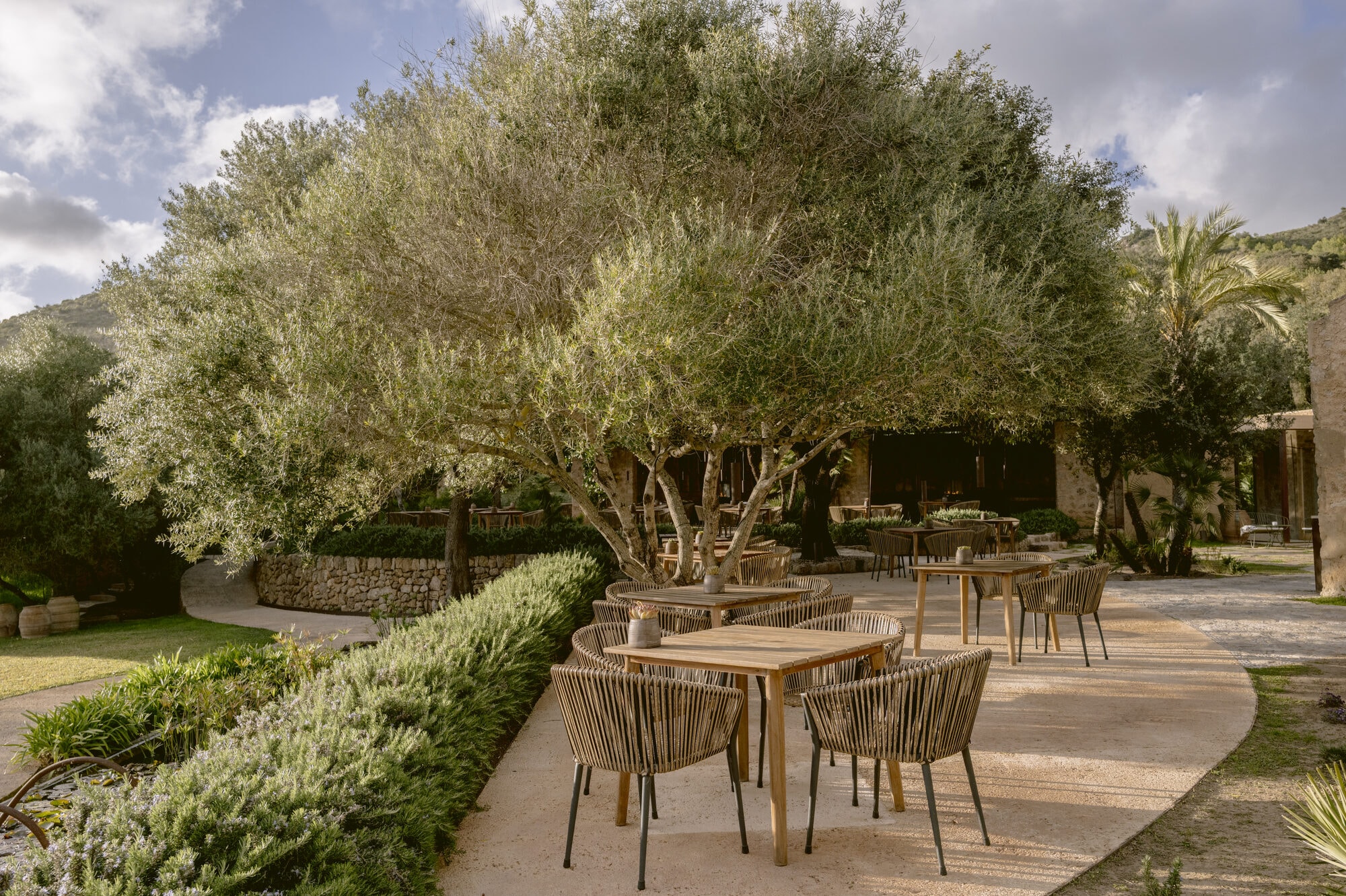Es Racó d'Artà — Restaurantterrasse unter dem alten Olivenbaum