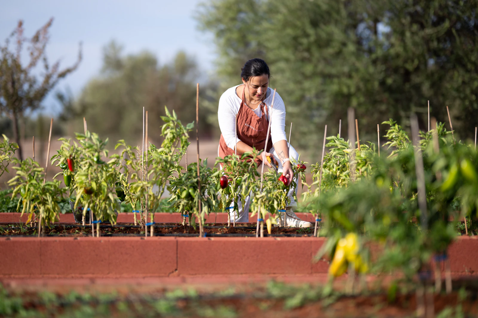 Picking peppers from a raised bed in the vegetable garden. Photo: Eumelia