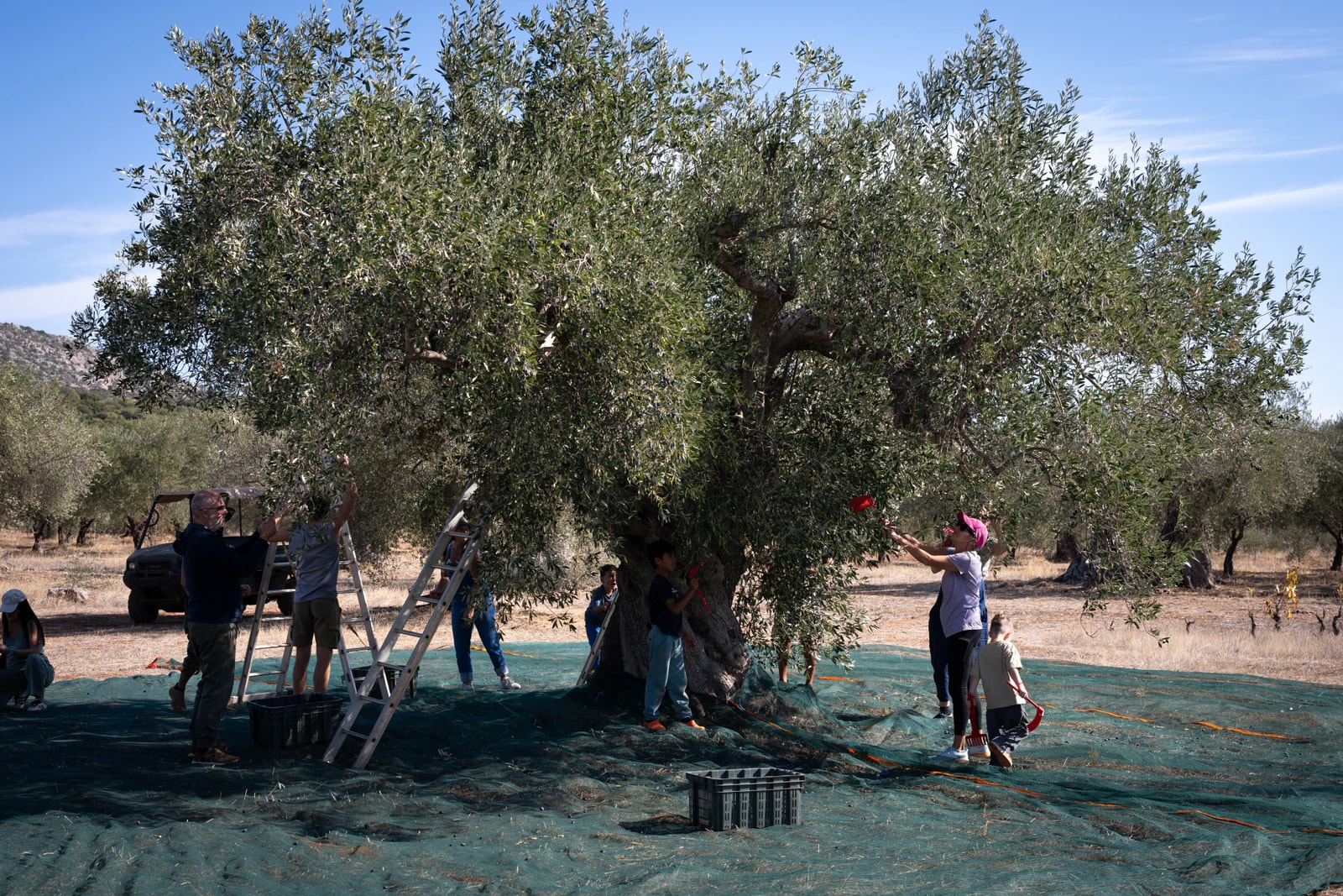 Olive harvest beneath an old olive tree, with nets spread on the ground. Photo: Eumelia