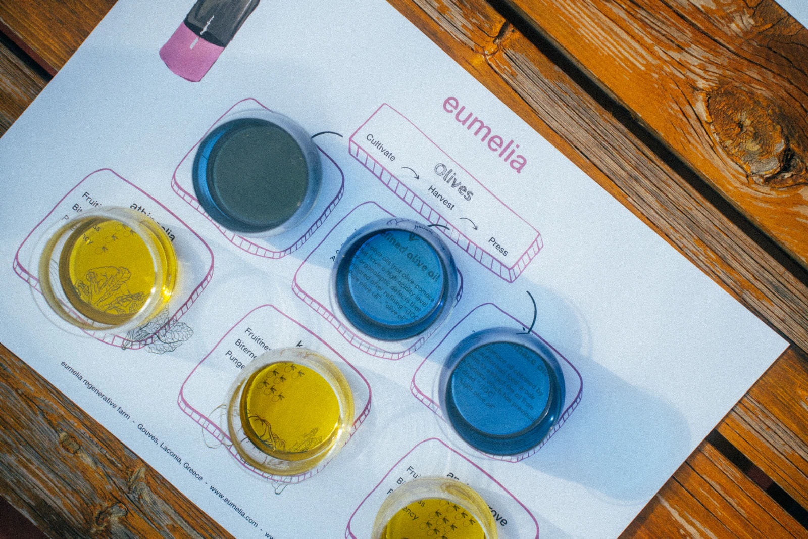Olive oil tasting with blue and yellow tasting glasses. Photo: Eumelia