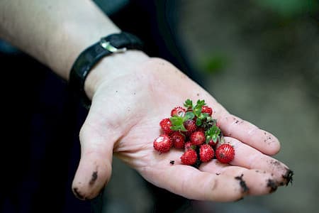 Feel Como — Hand holding freshly foraged wild strawberries from the valley
