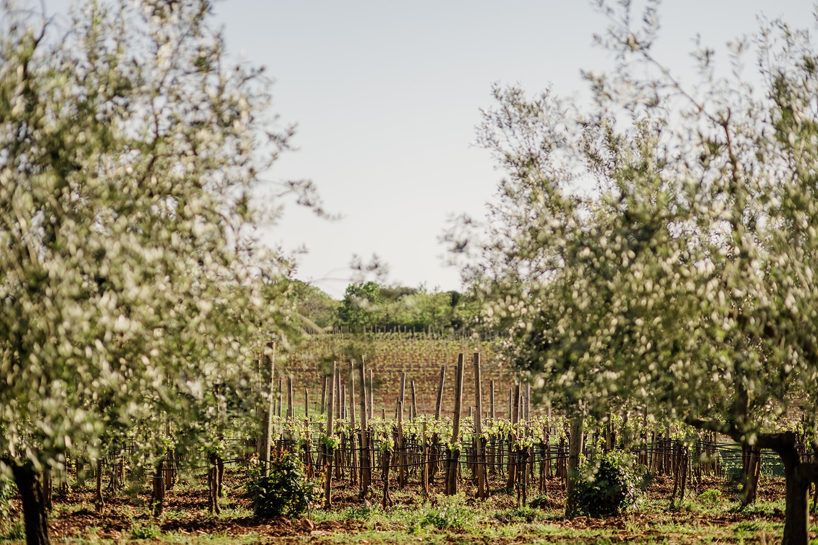 Meneghetti — Weinberge rund um das Anwesen im Frühling, Istrien