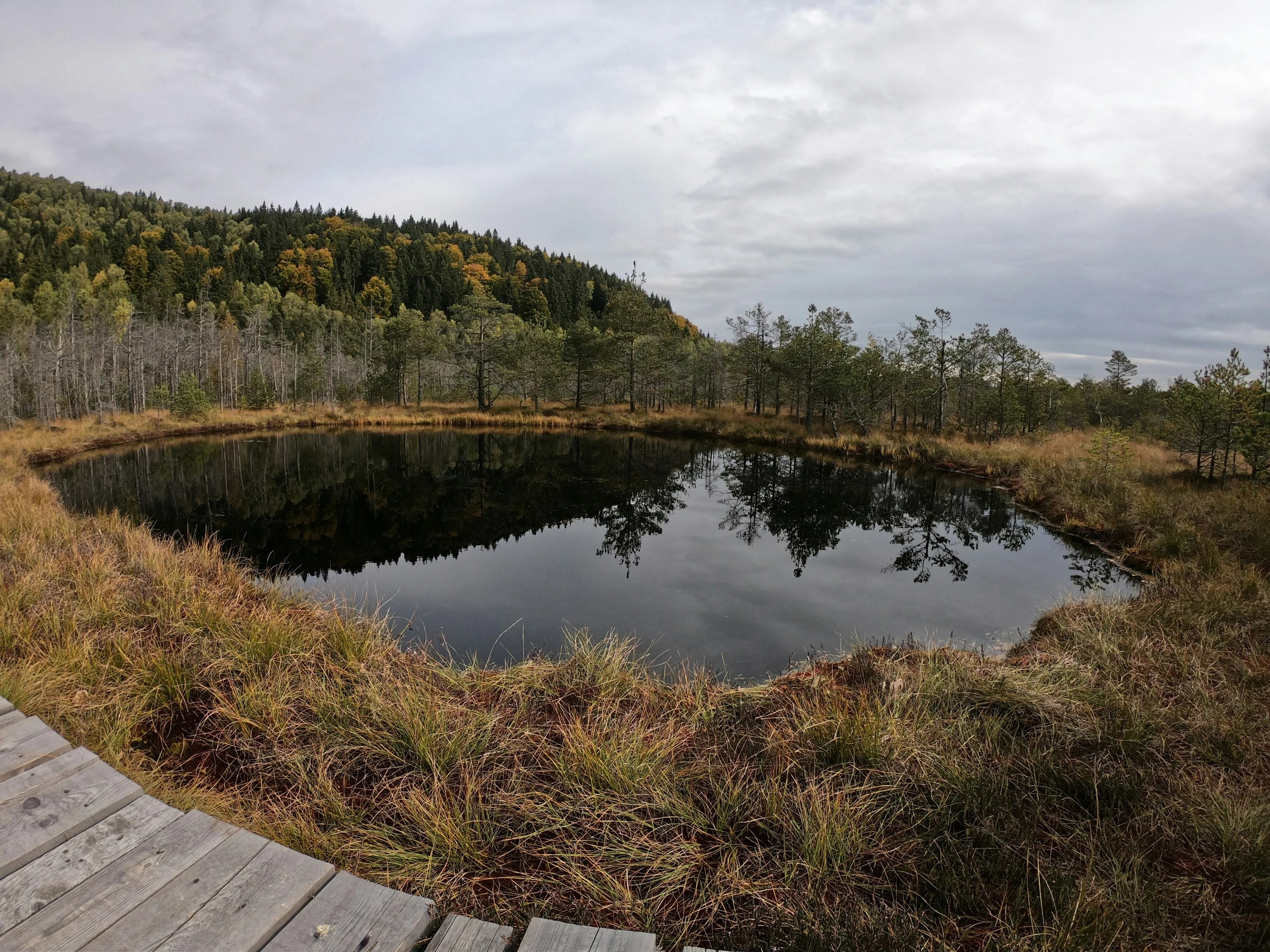 A bog pool in the Mohoș bog in autumn, the boardwalk in front and woodland behind. Photo: Vladut Tomsa / Unsplash
