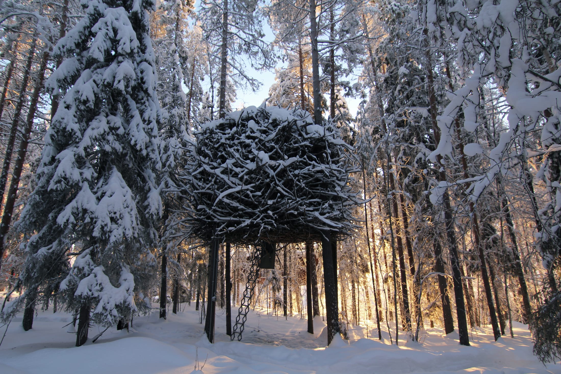 Treehotel — das Bird's Nest, von außen ein riesiges Vogelnest aus Ästen, das im Wald verschwindet