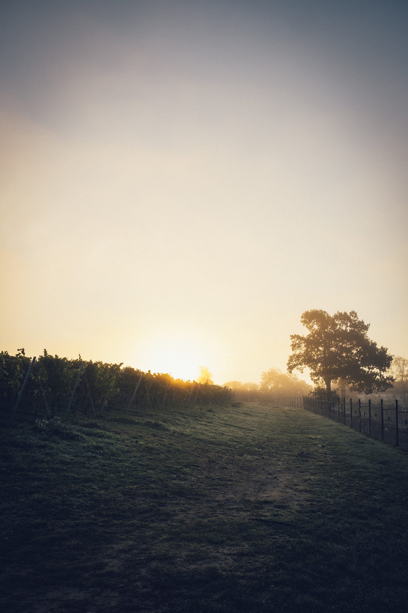 Ästad Vingård — Sonnenuntergang über den Reben mit einzelnem Baum am Hang