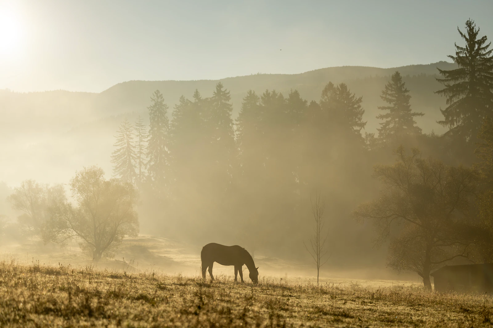 A horse in a meadow in the morning mist. Photo: Pauline Roy Chowdhury / Zabola Estate